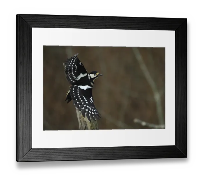 Framed Print : Great spotted woodpecker, Dendroscope major