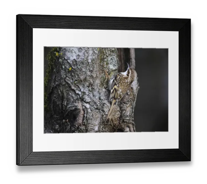 Framed Print : Eurasian Treecreeper, Certhia familiars Framed Print : Eurasian Treecreeper, Certhia familiars