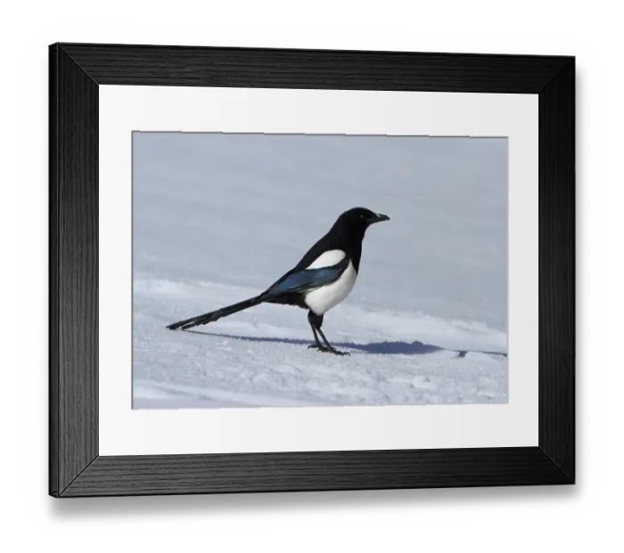 Framed Print : Magpie, Pica pica magpie, standing in the snow