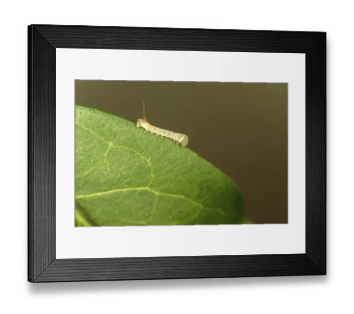 Framed Print : Caterpillar of the death's-head hawkmoth (Acherontia atropos) in the younger caterpillar stage
