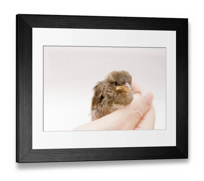 Framed Print : Cute little bird