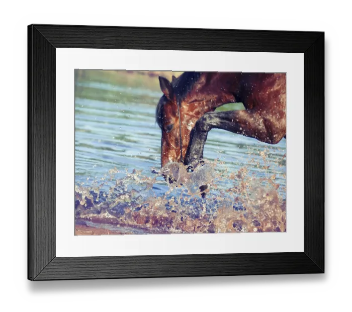 Framed Print : Portrait of splashing bay horse Framed Print : Portrait of splashing bay horse