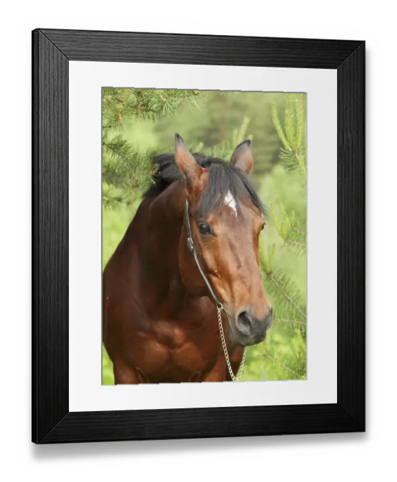 Framed Print : Portrait of beautiful Trakehner stallion in pine forest