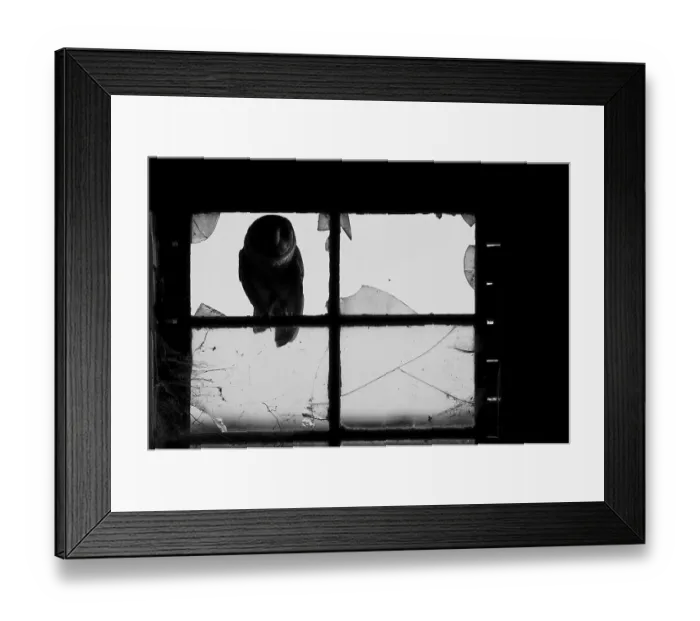 Framed Print : A Common barn owl (Tyto alba) Framed Print : A Common barn owl (Tyto alba)