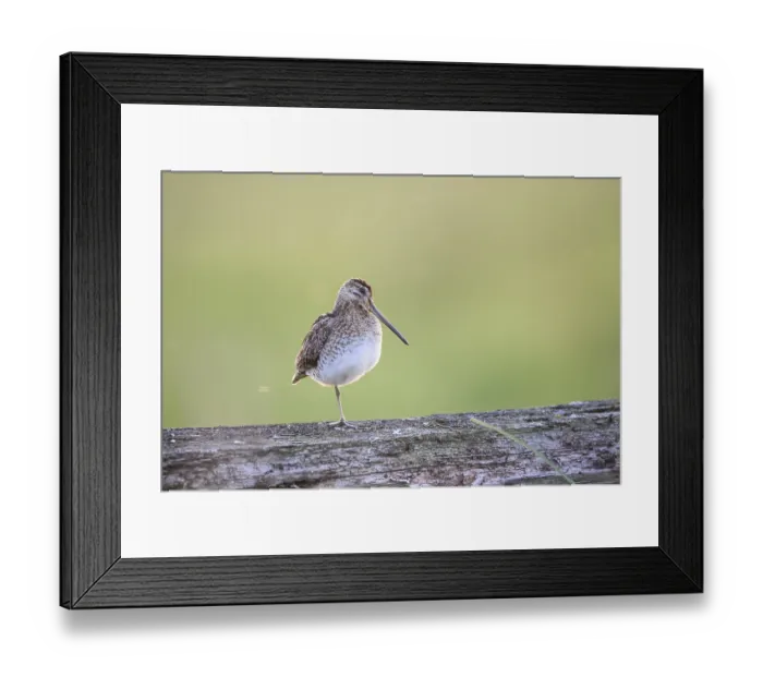 Framed Print : A common snipe (Gallinago gallinago) stands on a log in quiet green surroundings Framed Print : A common snipe (Gallinago gallinago) stands on a log in quiet green surroundings