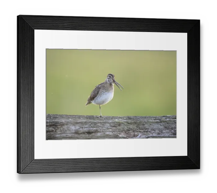 Framed Print : A common snipe (Gallinago gallinago) stands calling with its beak open on a log in quiet green surroundings Framed Print : A common snipe (Gallinago gallinago) stands calling with its beak open on a log in quiet green surroundings