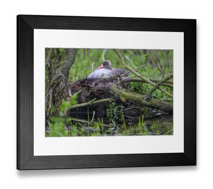 Framed Print : A greylag goose (Anser anser) sits in its nest surrounded by branches and lush greenery in a damp forest Framed Print : A greylag goose (Anser anser) sits in its nest surrounded by branches and lush greenery in a damp forest