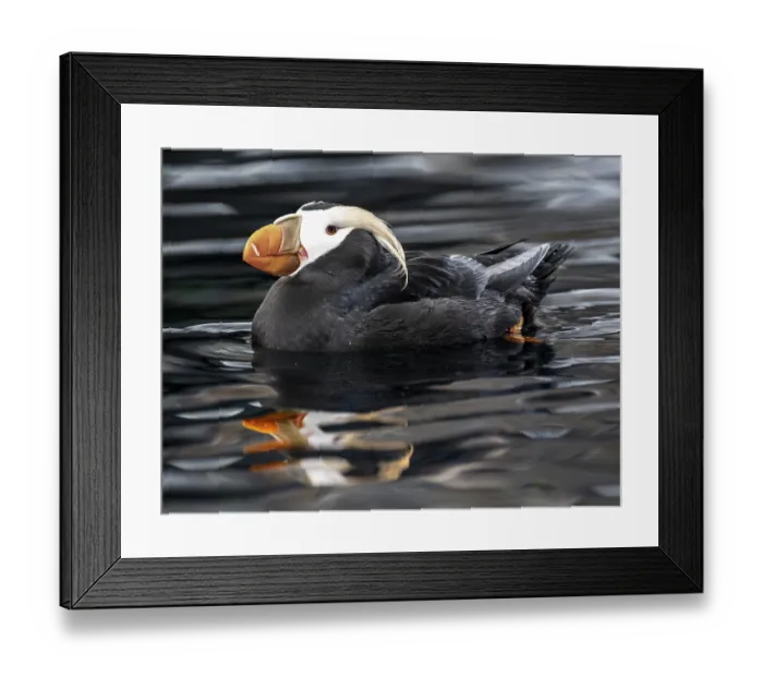 Framed Print : Yellow-crested flounder (Fratercula cirrhata) Framed Print : Yellow-crested flounder (Fratercula cirrhata)