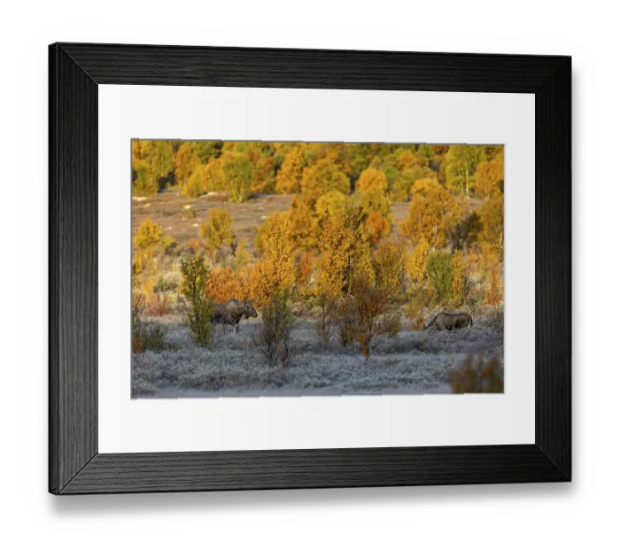 Framed Print : The young bull moose (Alces alces)