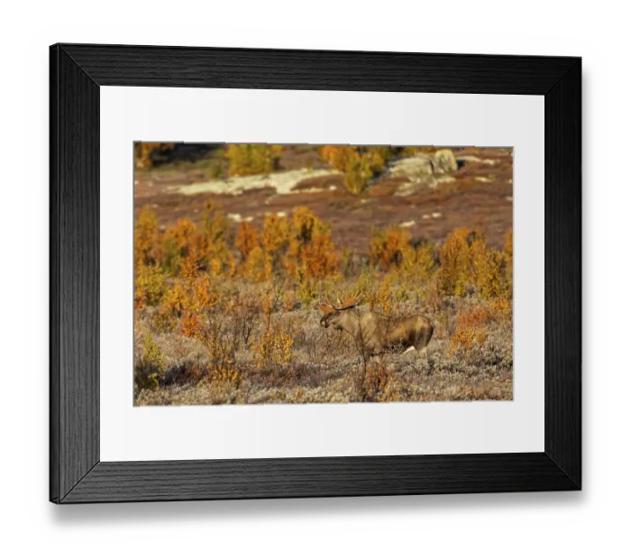 Framed Print : A Norwegian bull moose (Alces alces) in the light of the morning sun