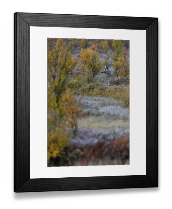 Framed Print : Motionless, a cow moose (Alces alces) observes the surroundings Framed Print : Motionless, a cow moose (Alces alces) observes the surroundings