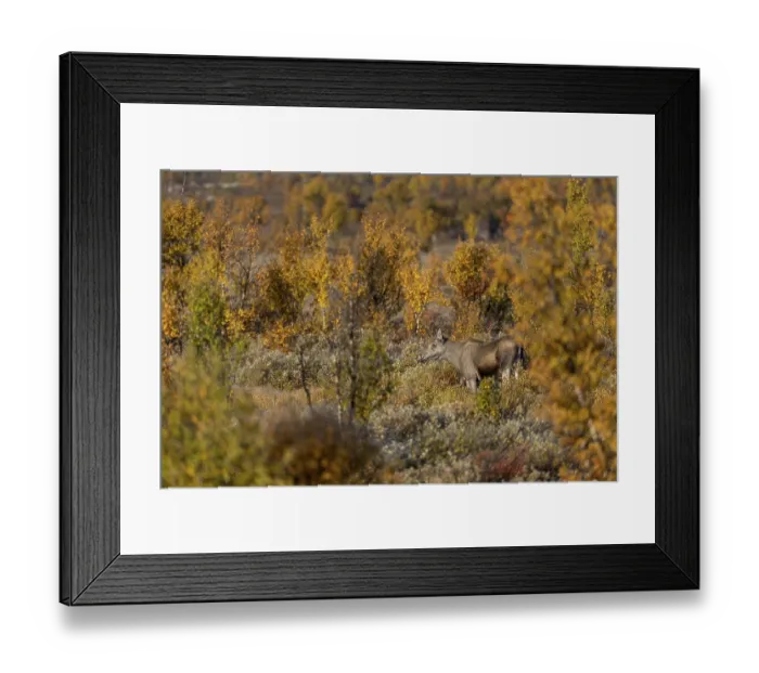 Framed Print : A moose cow (Alces alces) enjoys the first warming rays of the morning sun
