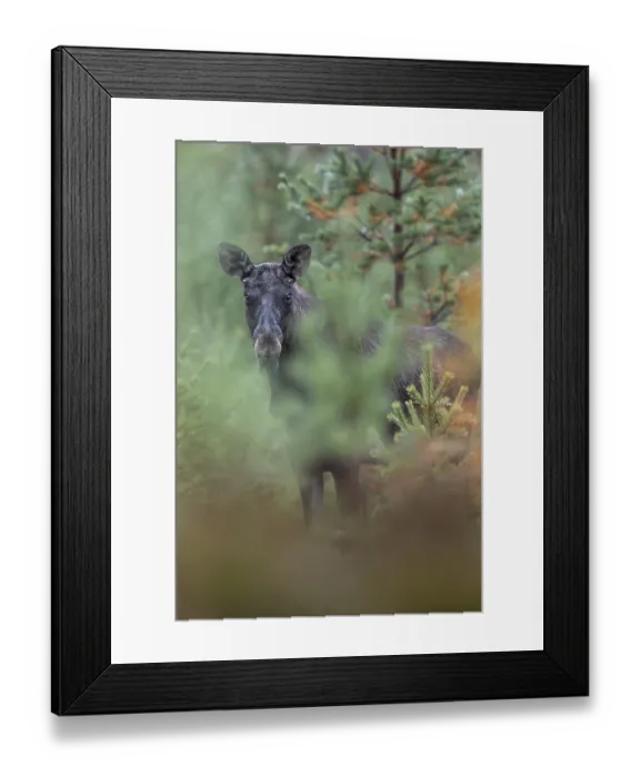 Framed Print : A young bull moose (Alces alces) stands in a spruce forest and observes the photographer