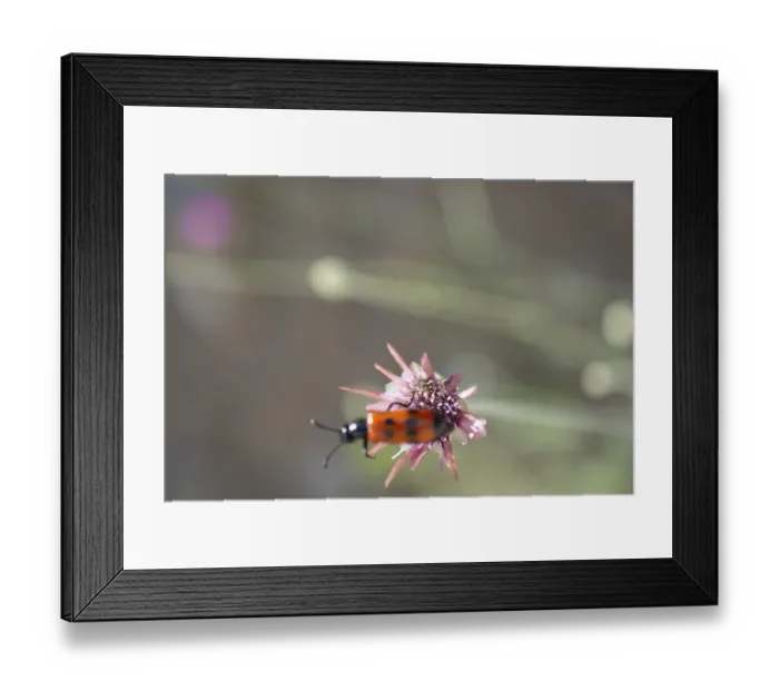 Framed Print : Insect feeding on a flower in nature