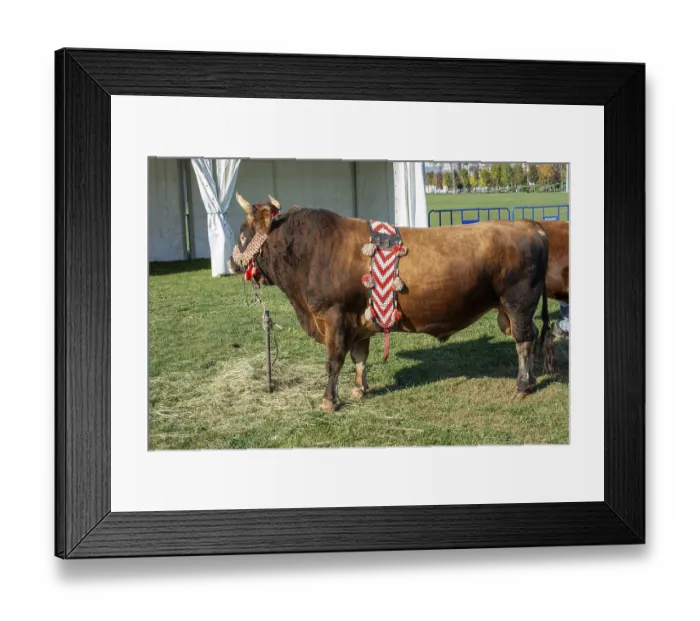 Framed Print : Brown bull with traditional Turkish fabric on it on green grass in display Framed Print : Brown bull with traditional Turkish fabric on it on green grass in display