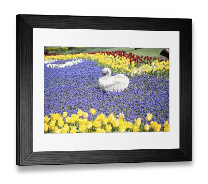 Framed Print : Swan figure made of flowers in the spring flower garden