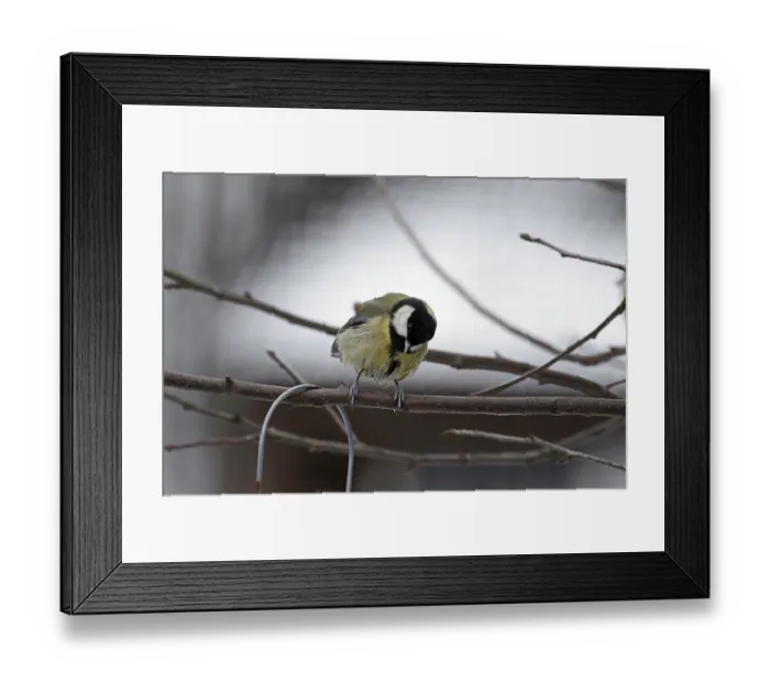 Framed Print : Great tit (Parus major), twig, winter