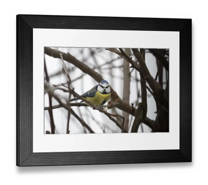 Framed Print : Blue tit (Cyanistes caeruleus) Framed Print : Blue tit (Cyanistes caeruleus)
