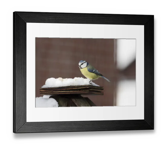 Framed Print : Blue tit (Cyanistes caeruleus) Framed Print : Blue tit (Cyanistes caeruleus)