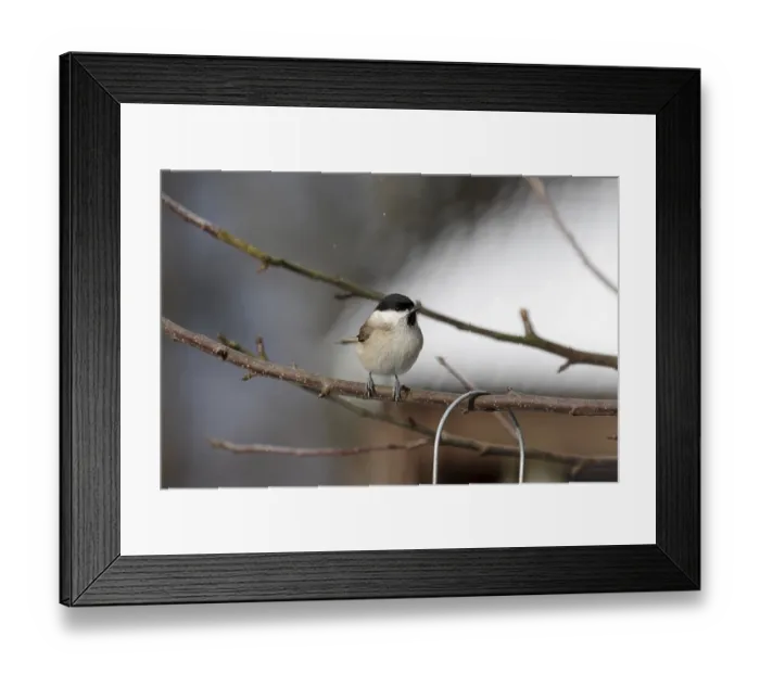 Framed Print : Marsh tit (Poecile palustris), winter