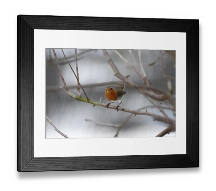 Framed Print : Robin (Erithacus rubecula), tree