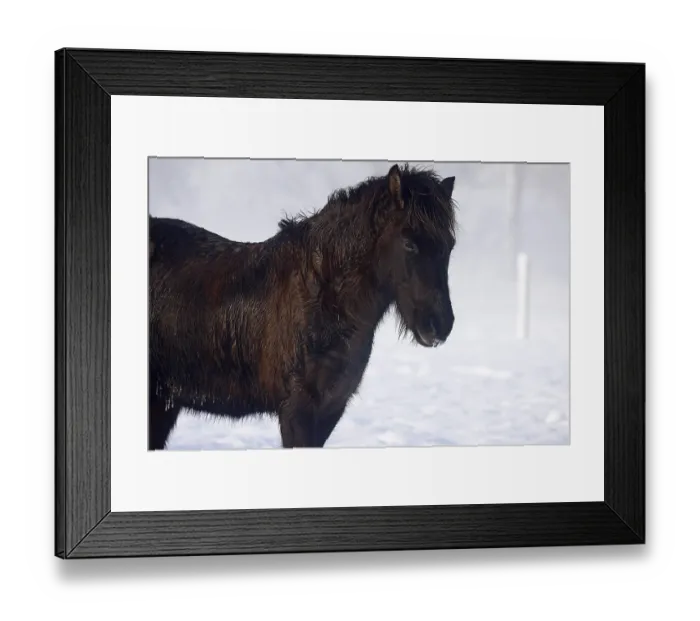 Framed Print : Icelandic horse (Equus islandicus)