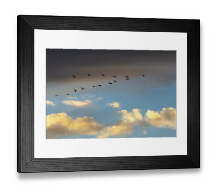 Framed Print : Migratory cranes in Rehdener Geestmoor Framed Print : Migratory cranes in Rehdener Geestmoor