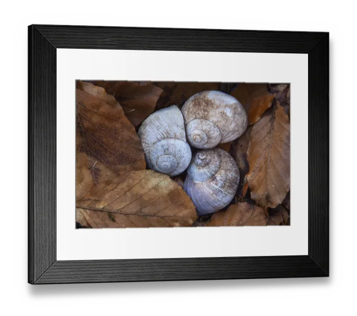 Framed Print : Shell of the vineyard snail (Helix pomatia)