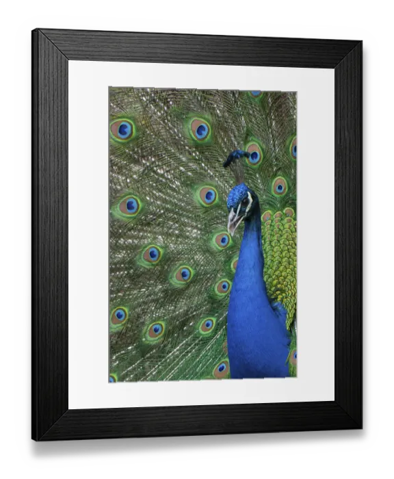 Framed Print : Peacock (P. scalloped ribbonfish) in ornamental plumage Framed Print : Peacock (P. scalloped ribbonfish) in ornamental plumage