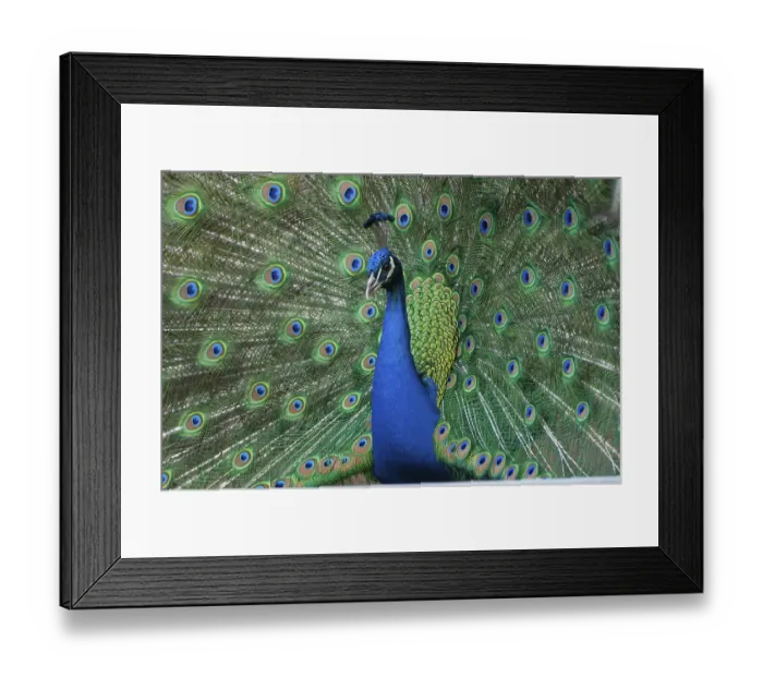 Framed Print : Peacock (P. scalloped ribbonfish) in ornamental plumage Framed Print : Peacock (P. scalloped ribbonfish) in ornamental plumage