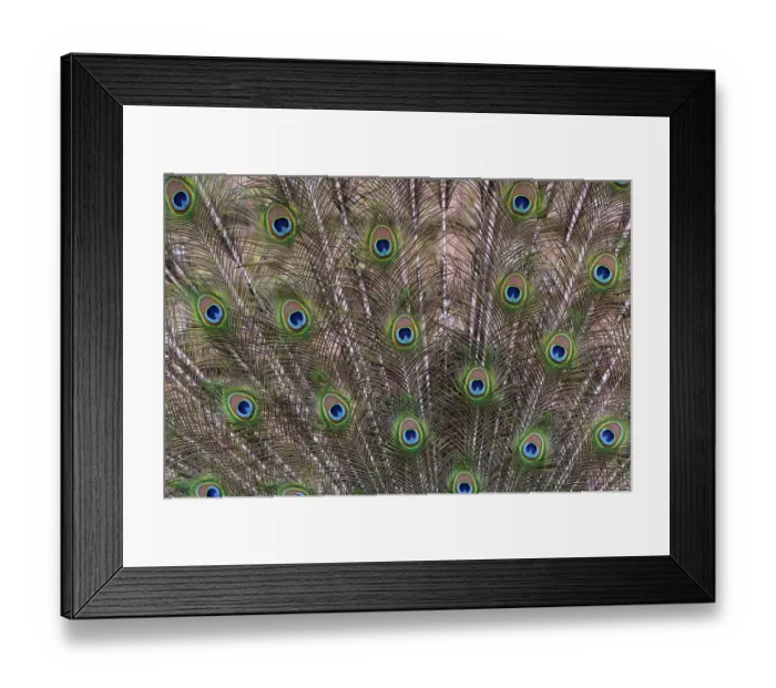 Framed Print : Decorative plumage of the peacock (P)