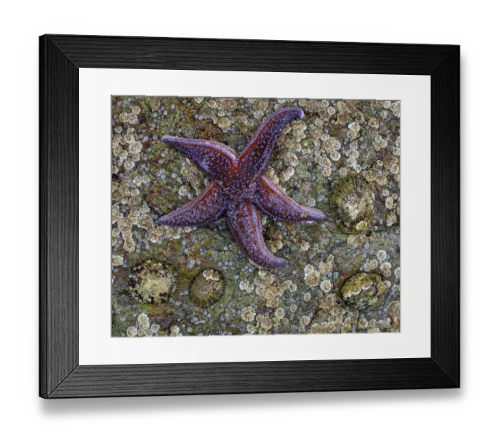 Framed Print : Starfish on a rock, Lauvsnes, Nord-Trondelag Framed Print : Starfish on a rock, Lauvsnes, Nord-Trondelag