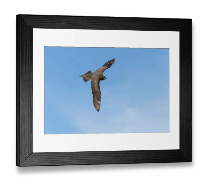 Framed Print : Parasitic skua (Stercorarius parasiticus)