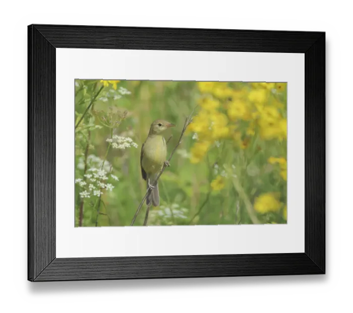 Framed Print : Orpheusspoetter, Hippolais polyglotta