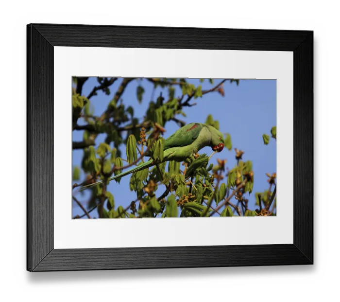 Framed Print : Alexander parakeet, alexandrine parakeet