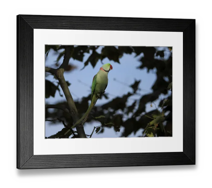Framed Print : Alexander parakeet, alexandrine parakeet