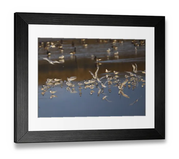 Framed Print : Brandt tern, Sterna sandvicensis