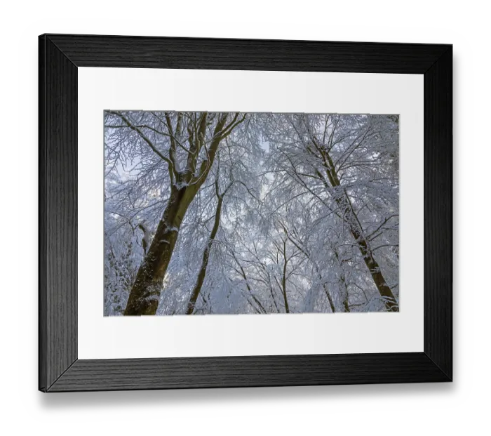 Framed Print : Snowy trees, treetops, forest, snow