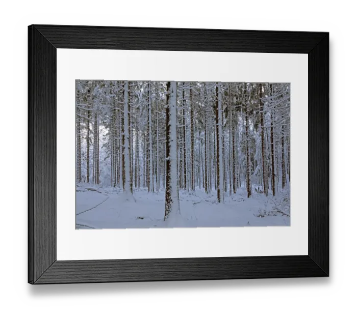 Framed Print : Snowy trees, tree trunks, forest Framed Print : Snowy trees, tree trunks, forest