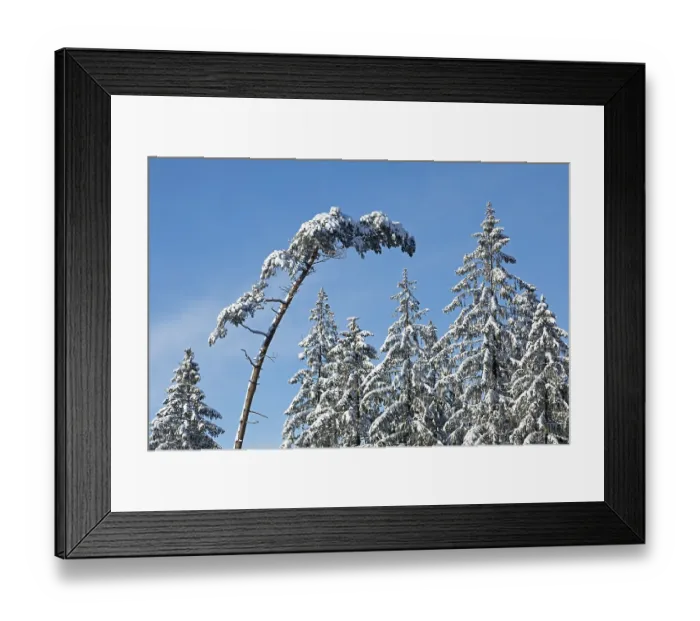 Framed Print : Snowy trees, conifers, forest, snow Framed Print : Snowy trees, conifers, forest, snow