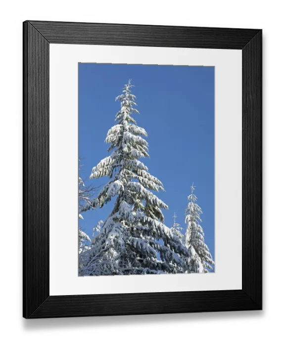 Framed Print : Snowy trees, conifers, forest, snow