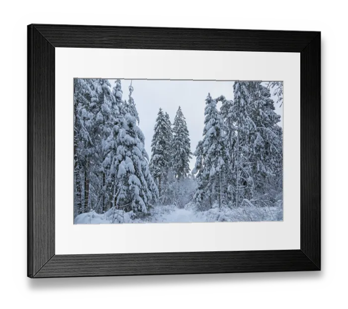 Framed Print : Snowy trees, conifers, forest, snow