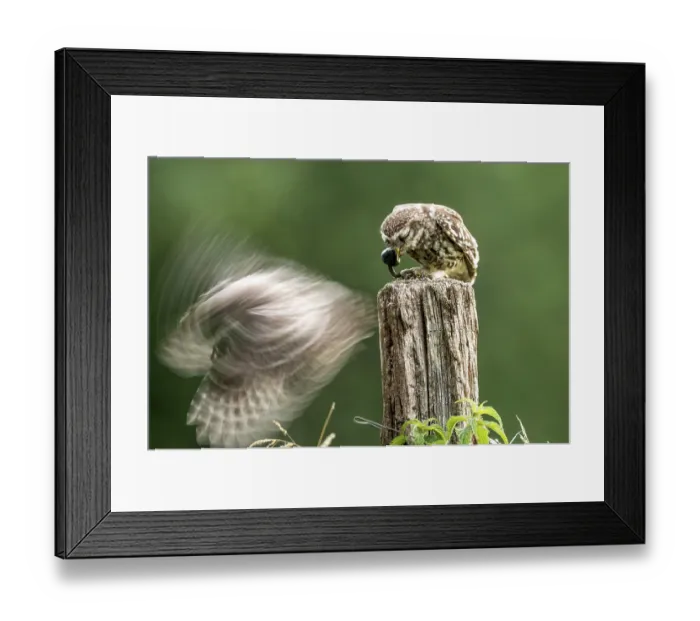 Framed Print : Two little owls (Athene noctua) one in motion