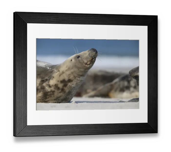 Framed Print : A grey seal (Halichoerus grypus) raises its head relaxed on the beach