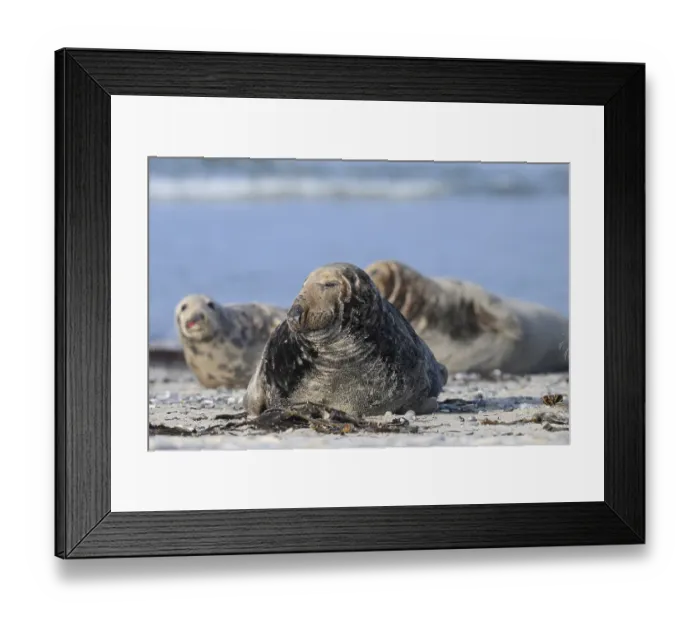 Framed Print : An old grey seal bull (Halichoerus grypus) rests relaxed on the beach