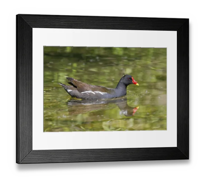 Framed Print : Moorhen (Gallinula chloropus), swimming