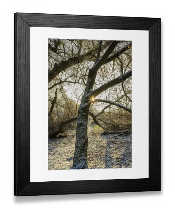 Framed Print : In a snowy riparian forest, the sun shines through the branches of a tree Framed Print : In a snowy riparian forest, the sun shines through the branches of a tree