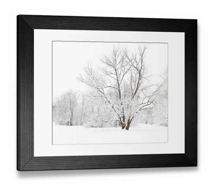 Framed Print : Winter landscape, forest behind and big tree in front with branches covered with snow Framed Print : Winter landscape, forest behind and big tree in front with branches covered with snow