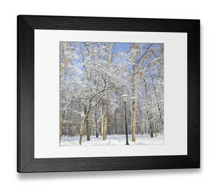 Framed Print : Winter landscape, trees in park with branches in snow in sunny day on blue sky and street light Framed Print : Winter landscape, trees in park with branches in snow in sunny day on blue sky and street light