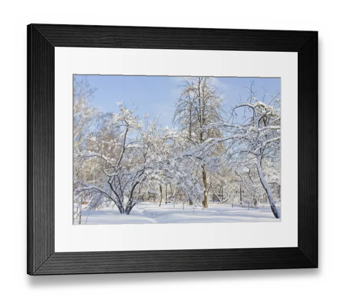 Framed Print : Winter in garden, trees in snow on blue sky in sunny day Moscow